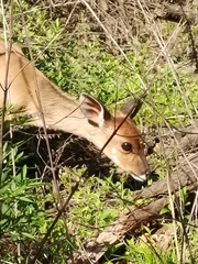 Tragelaphus sylvaticus