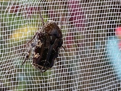 Protaetia fusca