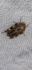 Protaetia fusca