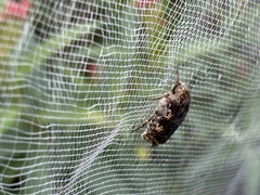 Protaetia fusca