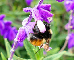 Bombus robustus