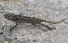 Chamaeleo chamaeleon chamaeleon