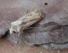 Agrotis spinifera