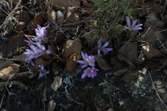 Colchicum stevenii