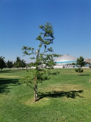 Taxodium