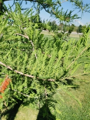 Taxodium