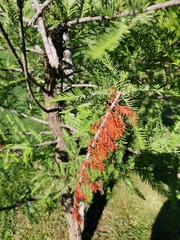 Taxodium