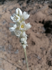 Ornithogalum conicum