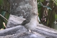 Turdus maculirostris