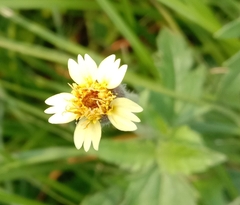 Tridax