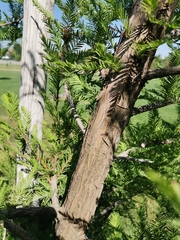 Taxodium