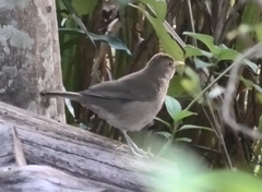 Turdus maculirostris