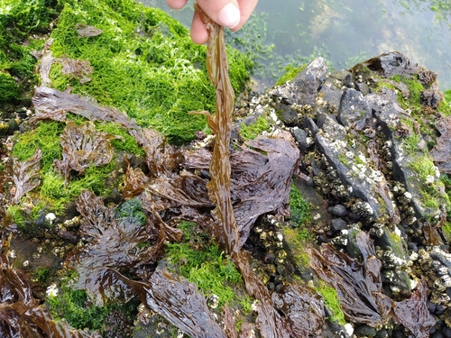 Pyropia columbina observed 2022-10-19