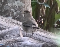 Turdus maculirostris