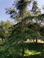 Cedrus deodara