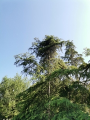 Cedrus deodara
