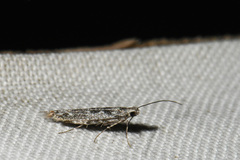 Batrachedra praeangusta