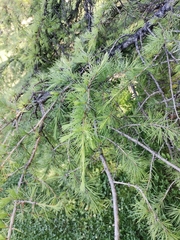 Cedrus deodara