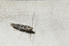 Batrachedra praeangusta