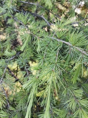 Cedrus deodara