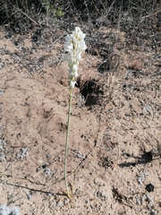 Ornithogalum conicum