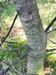 Cedrus deodara