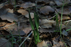 Sternbergia colchiciflora