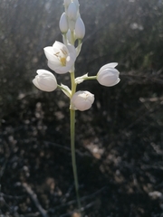 Ornithogalum conicum