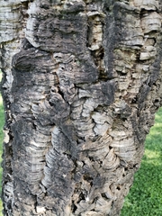 Quercus suber