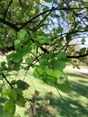 Quercus suber