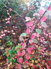 Cotoneaster