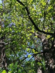 Quercus suber