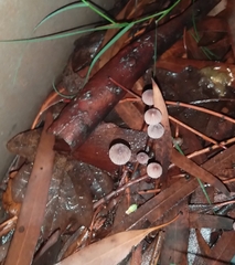 Mycena cystidiosa