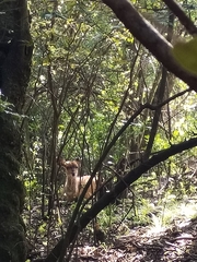 Tragelaphus sylvaticus sylvaticus