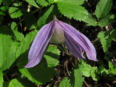 Clematis alpina