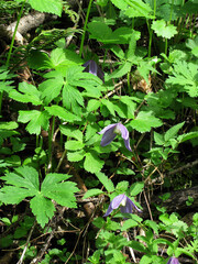 Clematis alpina