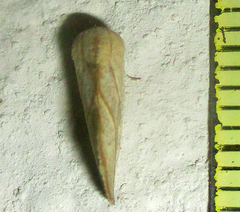 Neaxestis acutangula