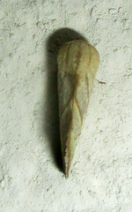 Neaxestis acutangula