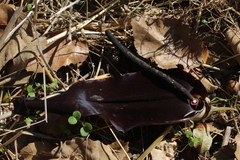 Biarum pyrami