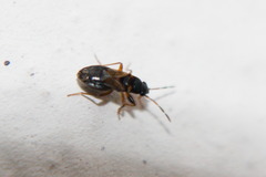 Ischnocoris angustulus