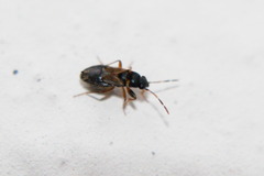 Ischnocoris angustulus