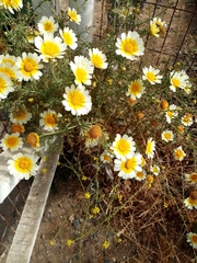 Glebionis coronaria
