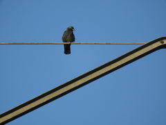 Corvus monedula spermologus