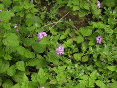 Lantana megapotamica