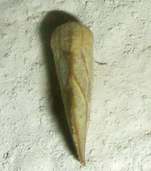 Neaxestis acutangula