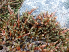 Dracophyllum prostratum