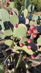 Opuntia tunoidea