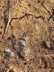 Cardiocondyla mauritanica