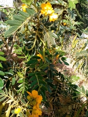 Senna