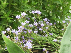 Sisyrinchium platense